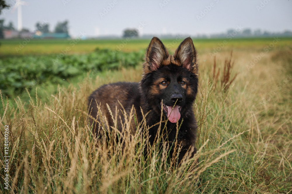 German shepherd puppy long haired in the field German shepherd puppy long haired in the field