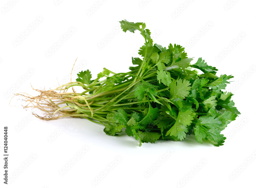 Coriander leaf isolated on white background Coriander leaf isolated on white background