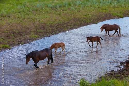 horses at the watering