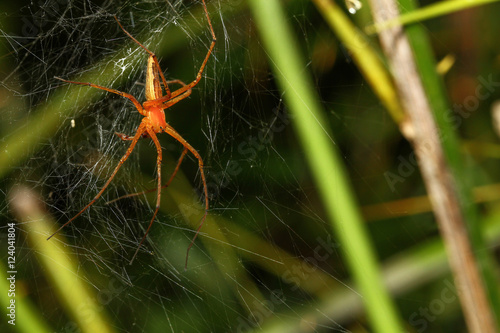 Lynx spider (Oxyopes) photo