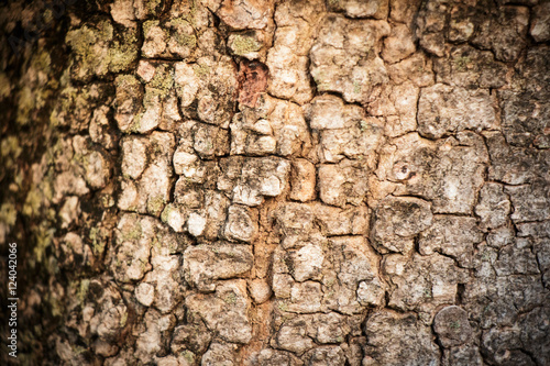 Closeup of tree trunk bark detail background