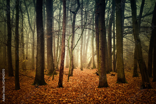 Fototapeta mistyczny las jesienią