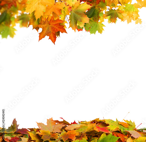 Autumn falling maple leaves isolated on white background. Autumn