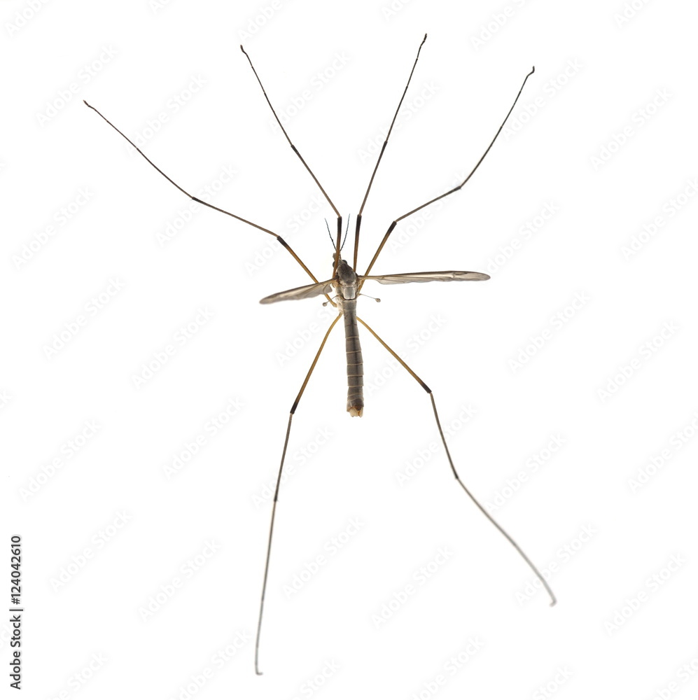 True cranefly Tipula paludosa on white background True cranefly Tipula paludosa on white background