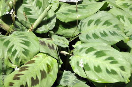 Foliage from Green prayers plant Maranta leuconeura kerchoveana photo