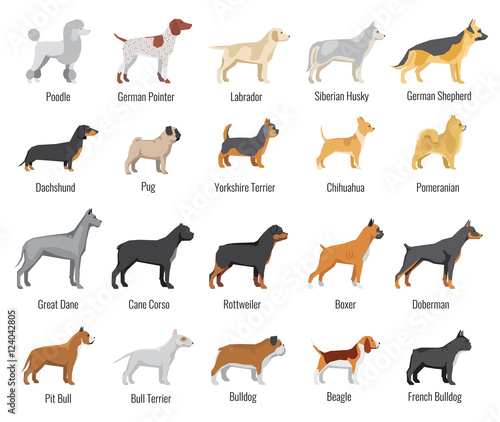Fényképezés Dogs breed vector flat icons set