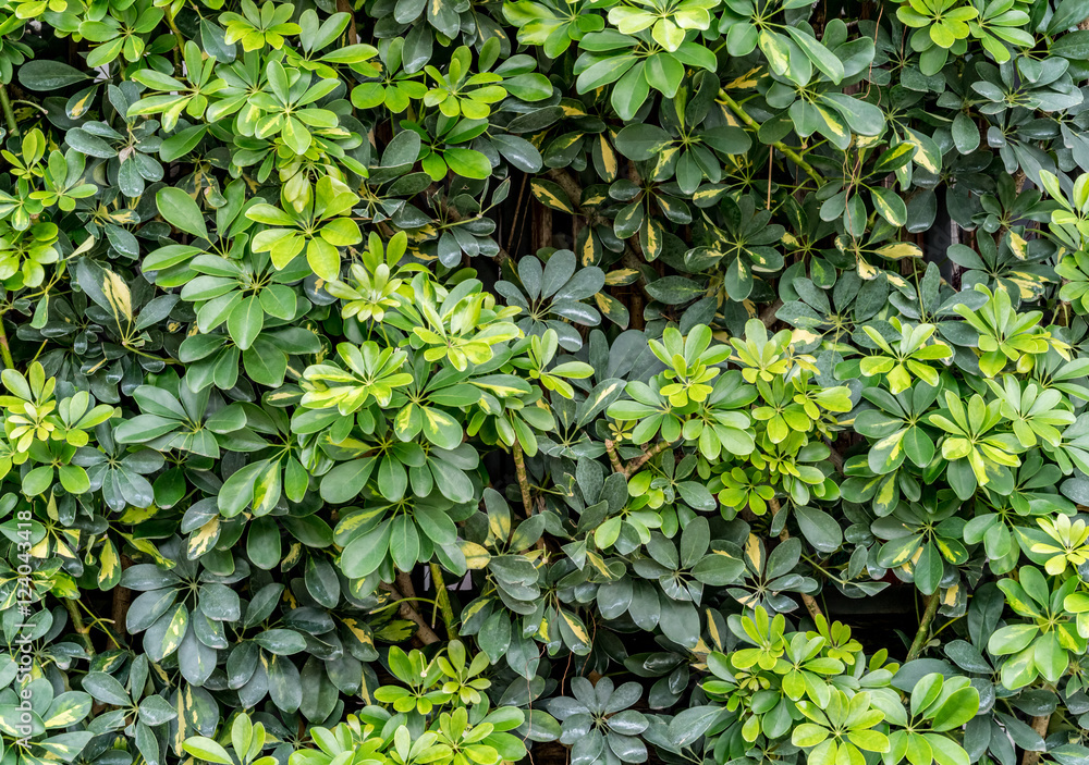 Fototapeta premium Leaves wall