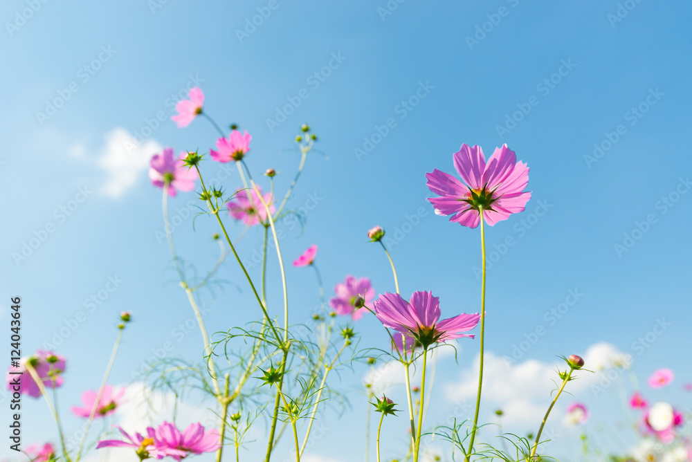 cosmos flower field with blue sky background cosmos flower field with blue sky background