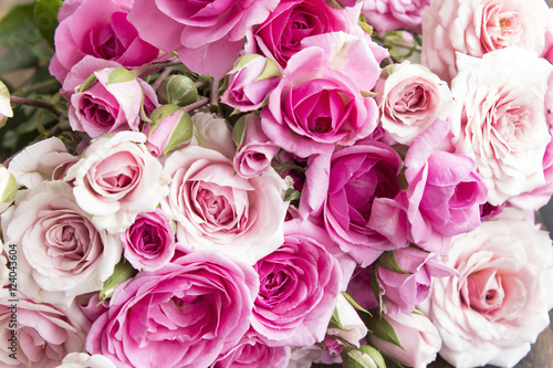 Pink Roses as a Background