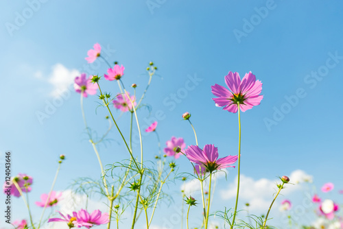 cosmos flower field with blue sky background © pongsakorn_jun26