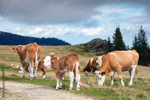 Rinder auf der Alm, Österreich