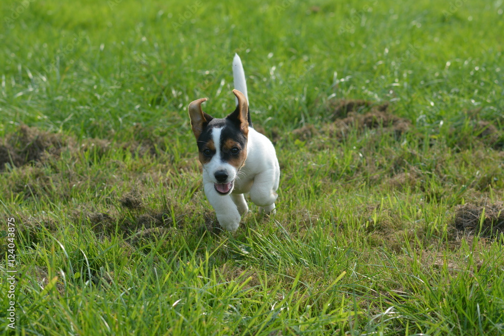 Young Jack Russel terrier running free