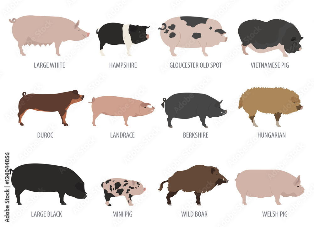 Obraz premium Pigs, hogs breed icon set. Flat design