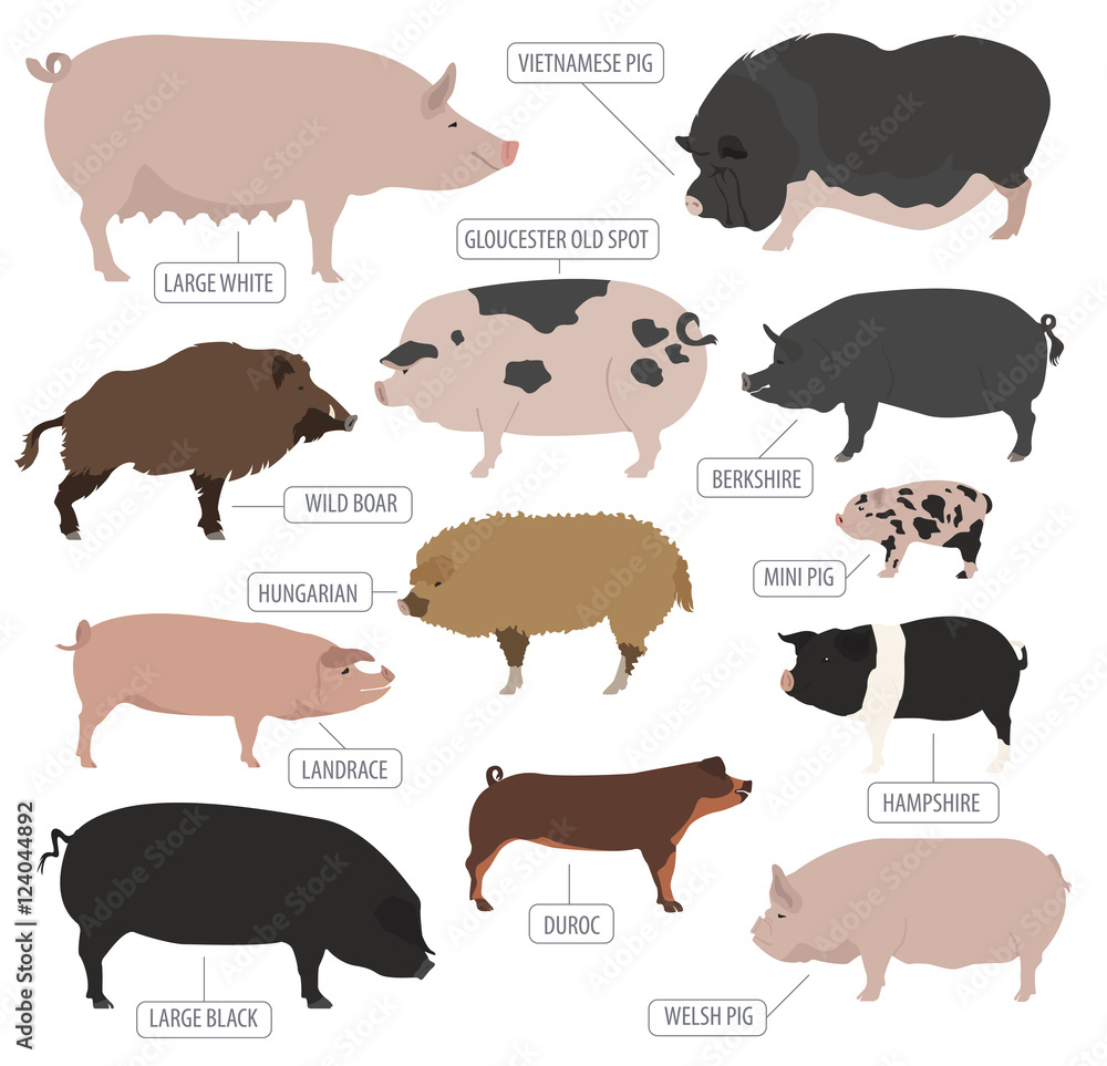 Fototapeta premium Pigs, hogs breed icon set. Flat design
