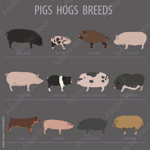 Pigs, hogs breed icon set. Flat design