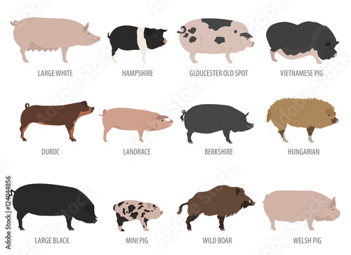 Pigs, hogs breed icon set. Flat design