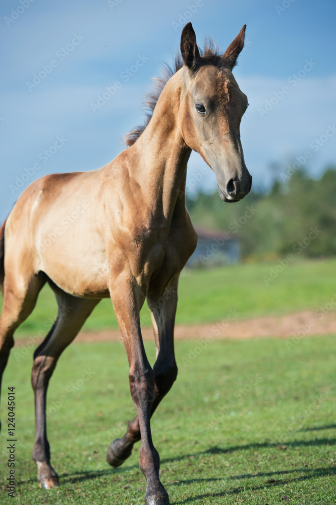 running purebred akhalteke foal in the field running purebred akhalteke foal in the field