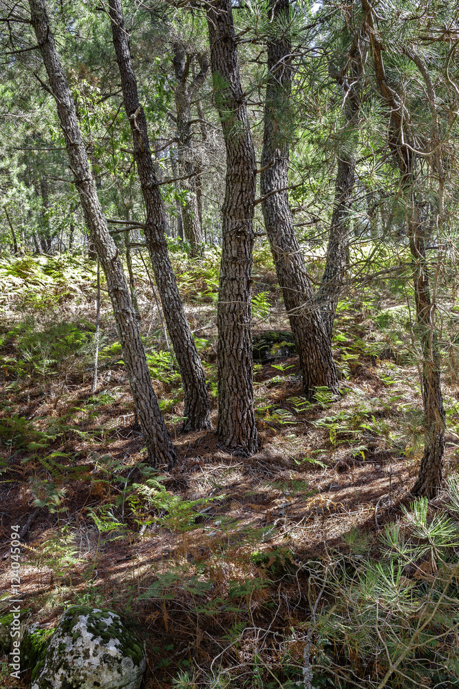 Fototapeta premium Pinar