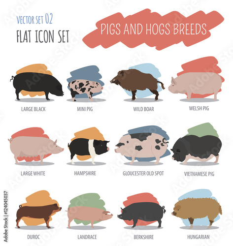 Pigs, hogs breed icon set. Flat design