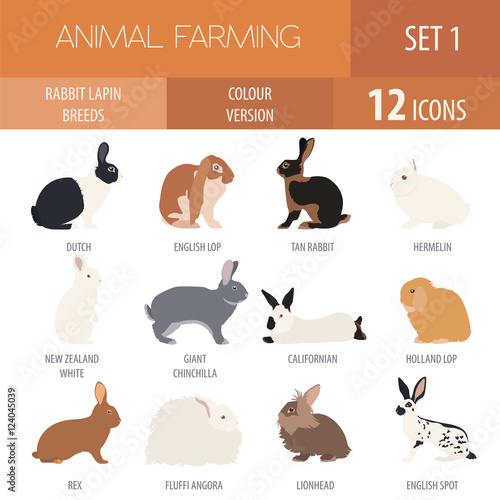 Rabbit, lapin breed icon set. Flat design