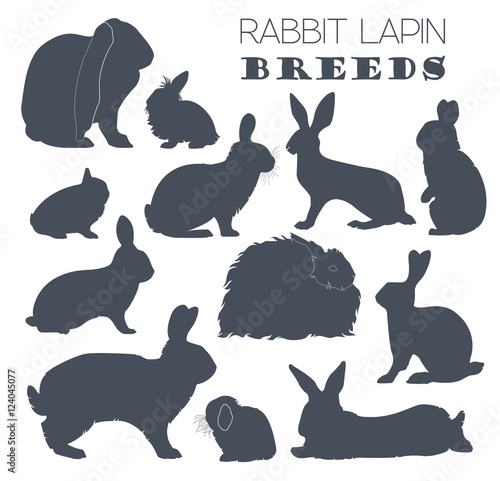Rabbit, lapin breed icon set. Flat design