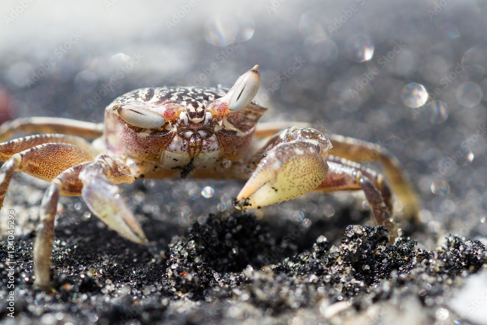 Horned Ghost Crab or sand crab