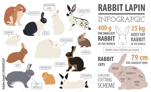 Rabbit, lapin breed infographic template. Flat design