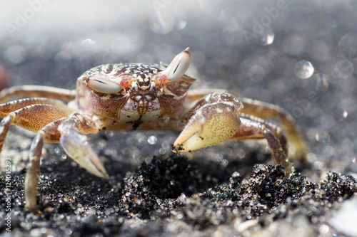 Horned Ghost Crab or sand crab © wollertz