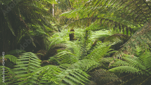 Gem    igter Regenwald an der Great Ocean Road in Victoria  Australien