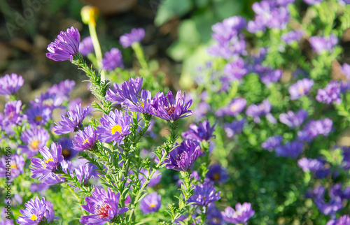 Several autumn purple flowers on green background