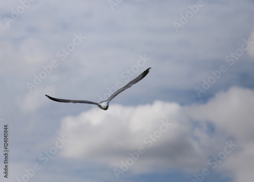 Free white seagull flying mong the clouds in summer