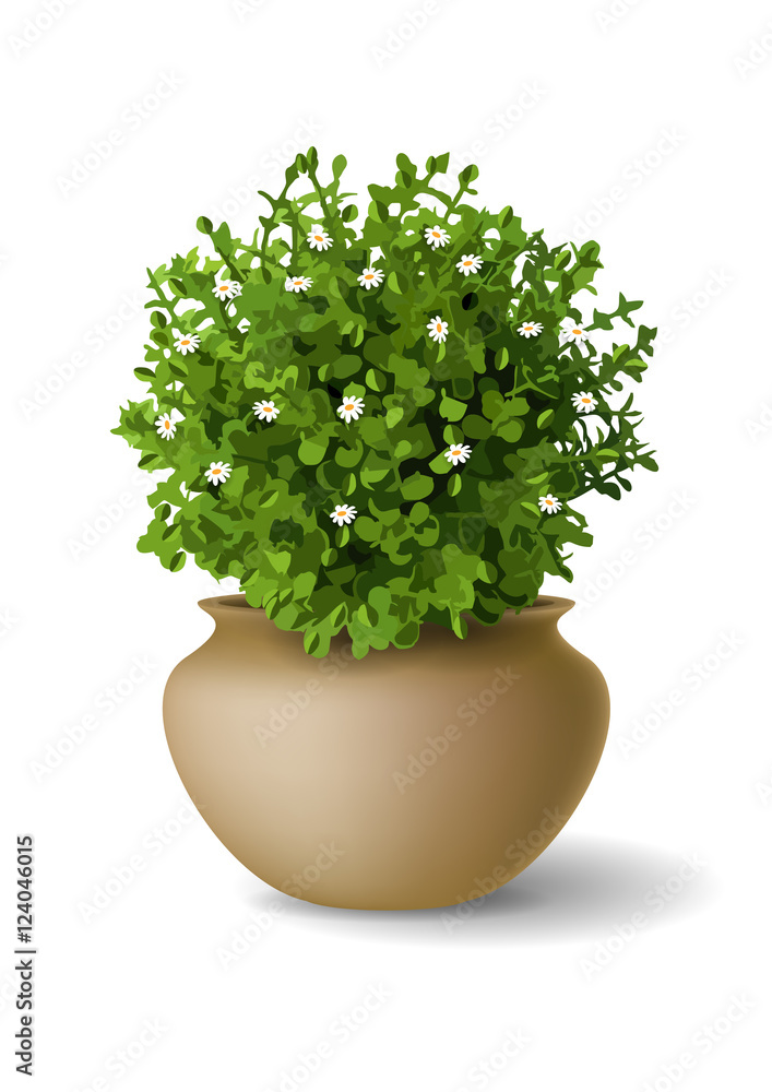 Plant with flowers in a vase