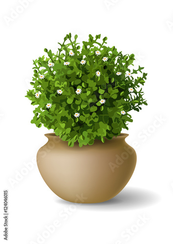 Plant with flowers in a vase