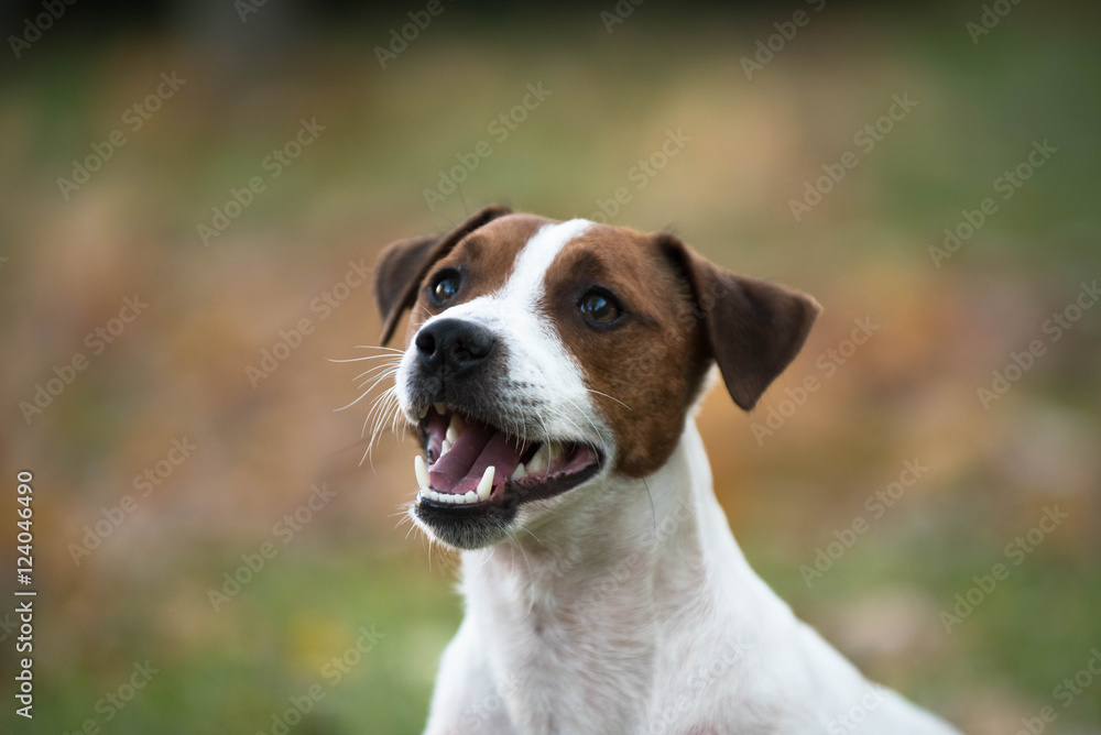Happy smiling dog jack russell terrier