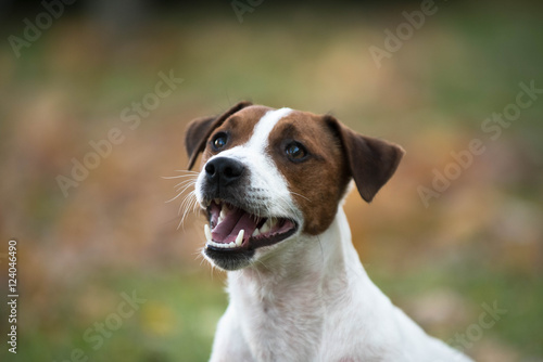 Happy smiling dog jack russell terrier