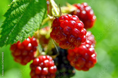 Large blackberries ripen in the garden. Harvest berries in the summer season.