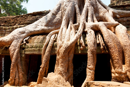Ta prohm temple covered in tree roots, Angkor Wat, Cambodia. Hor