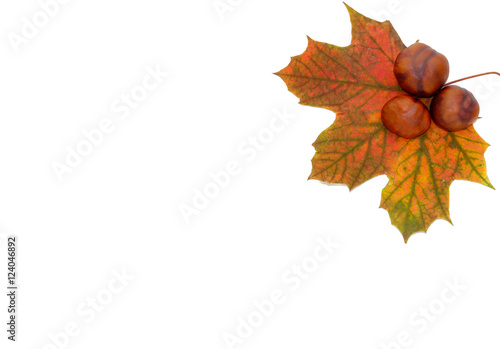 One big chestnut leaf with three chestnuts isolated on white background with lots of copy space. 