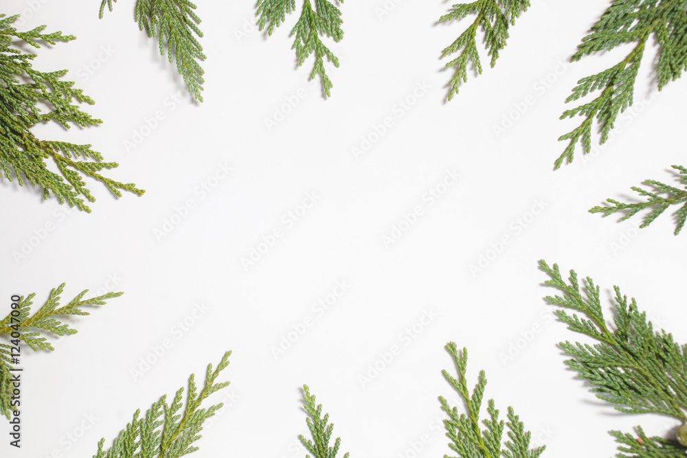 Frame with Japanese cypress (Chamaecyparis, coniferous tree) 