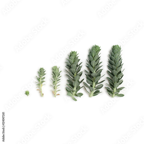 Pattern of blue succulent plants (spurge) isolated on white