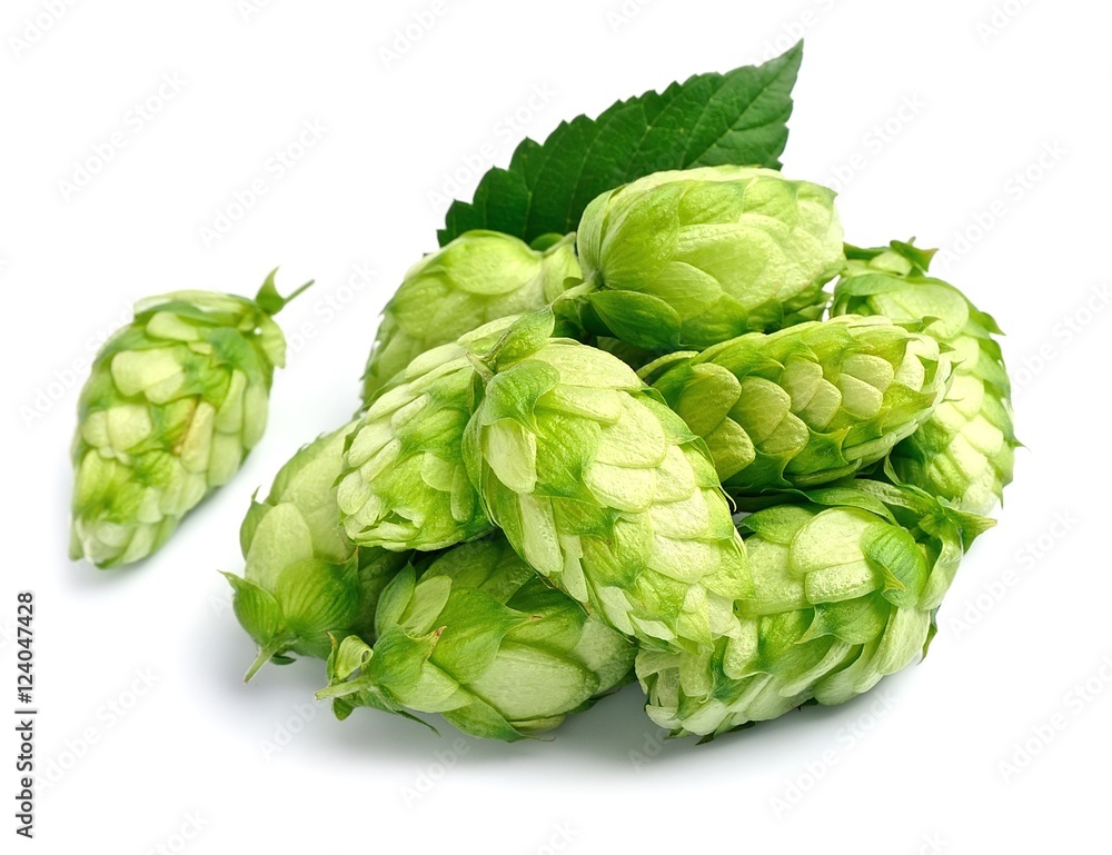 Fototapeta premium Hop isolated