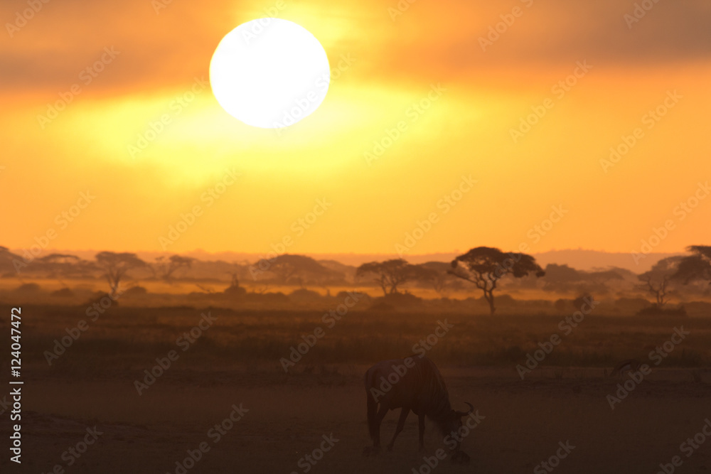Sunset in Amboseli, Kenya. Silhouettes of gnu walking in front o
