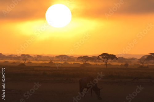 Sunset in Amboseli, Kenya. Silhouettes of gnu walking in front o