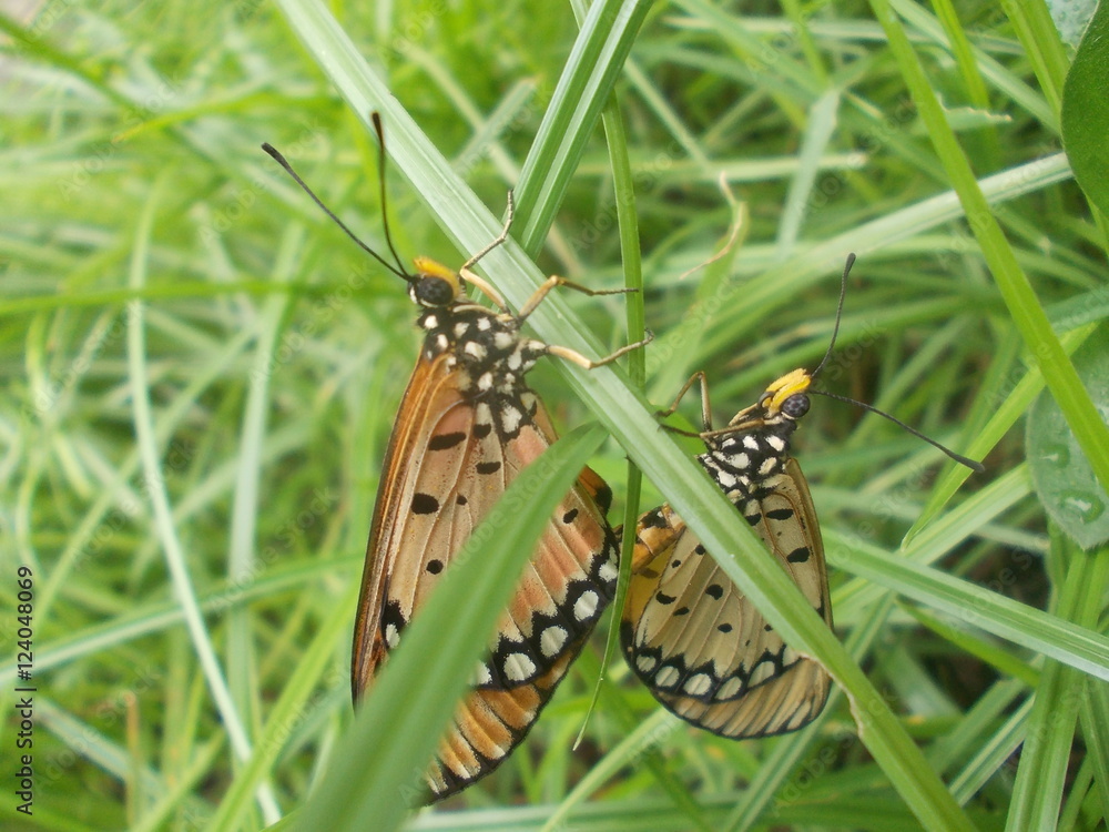 Fototapeta premium butterflies having sex