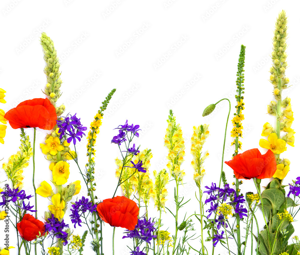 Obraz premium Wildflowers: Linaria vulgaris (toadflax), Agrimonia eupatoria, Red poppies, Barbarea vulgaris, Consolida (larkspur) and Verbascum thapsus on a white background with space for text. Flat lay