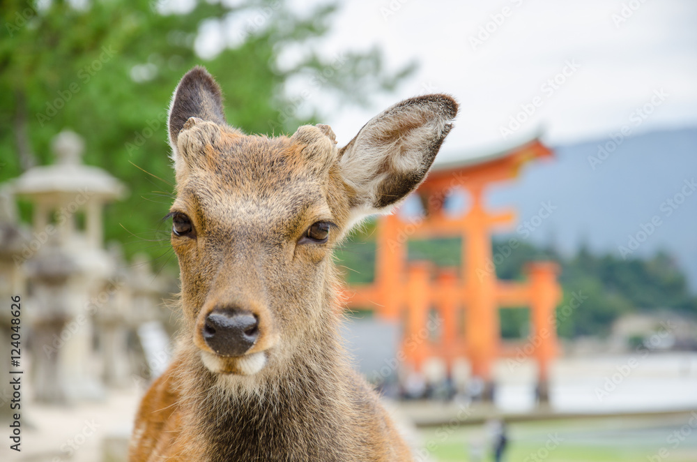 Naklejka premium Wild Lonely Deer and floating torii gate in Itsukushima Jinja Shrine, Itsukushima (Miyajima), Japan.
