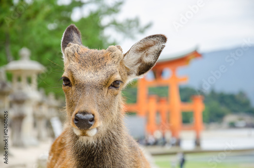 Wild Lonely Deer and floating torii gate in Itsukushima Jinja Shrine, Itsukushima (Miyajima), Japan.