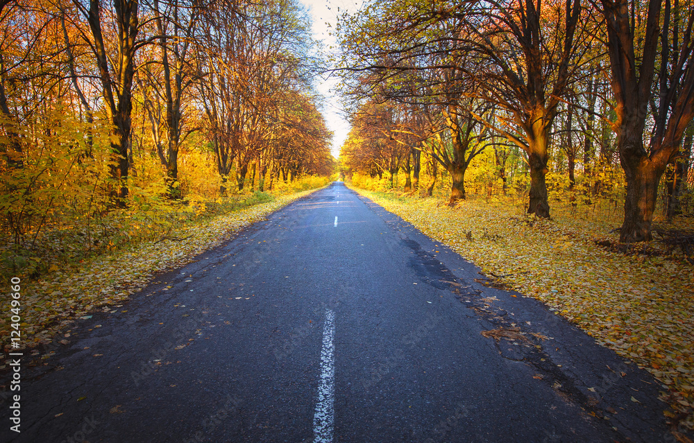 Fototapeta premium Road in the autumnal forest