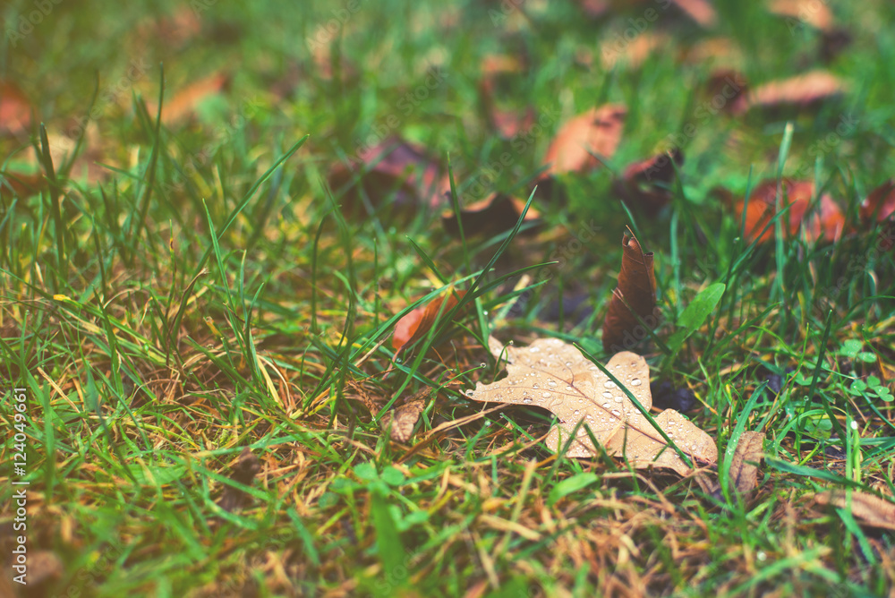 autumn leaf with water on green grass background autumn leaf with water on green grass background