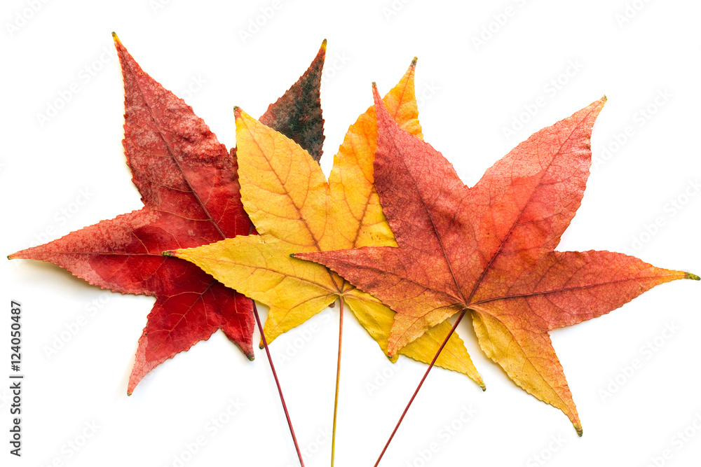 Fall leafs isolated on white Fall leafs isolated on white